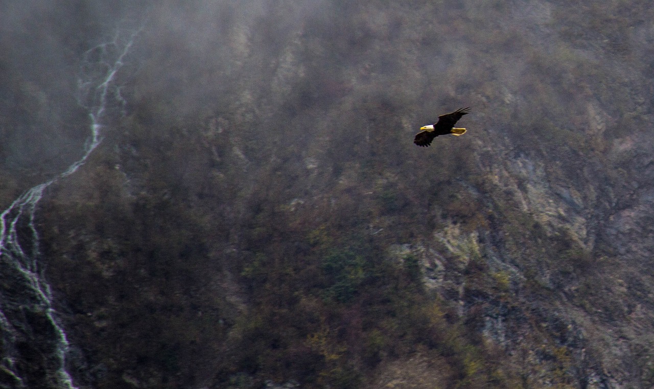 eagle in alaska flying eagles alaska eagle free photo