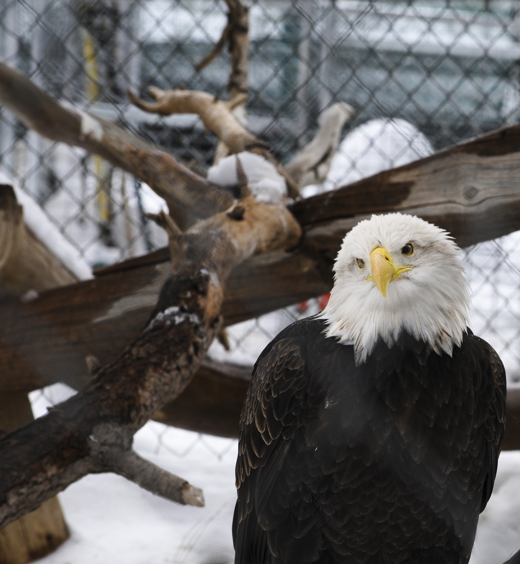 eagle bird animal free photo