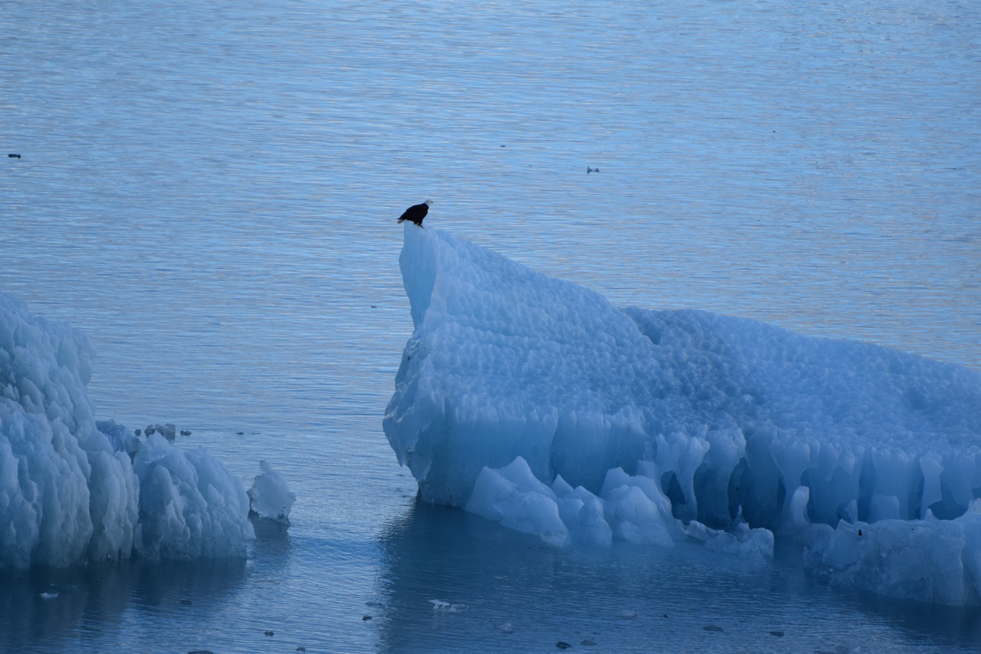 eagle iceberg alaska free photo