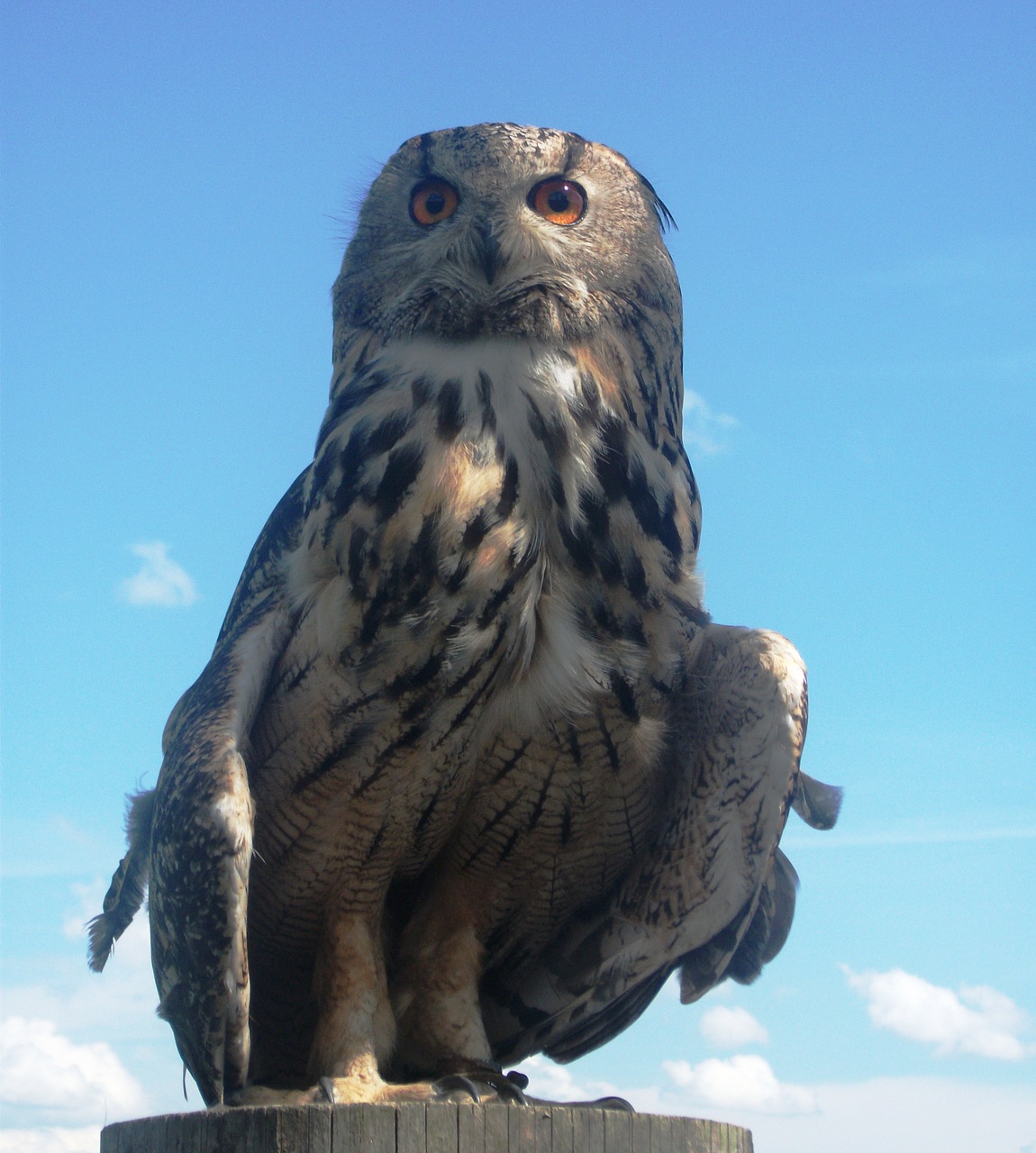 eagle owl owl bird free photo