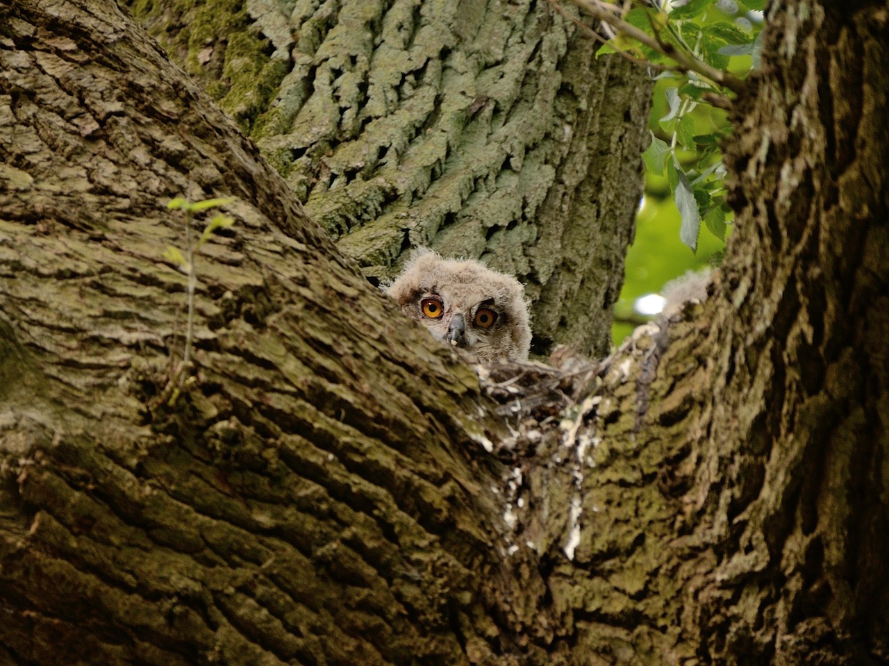 young owl owl's nest duvenstedter brook free photo