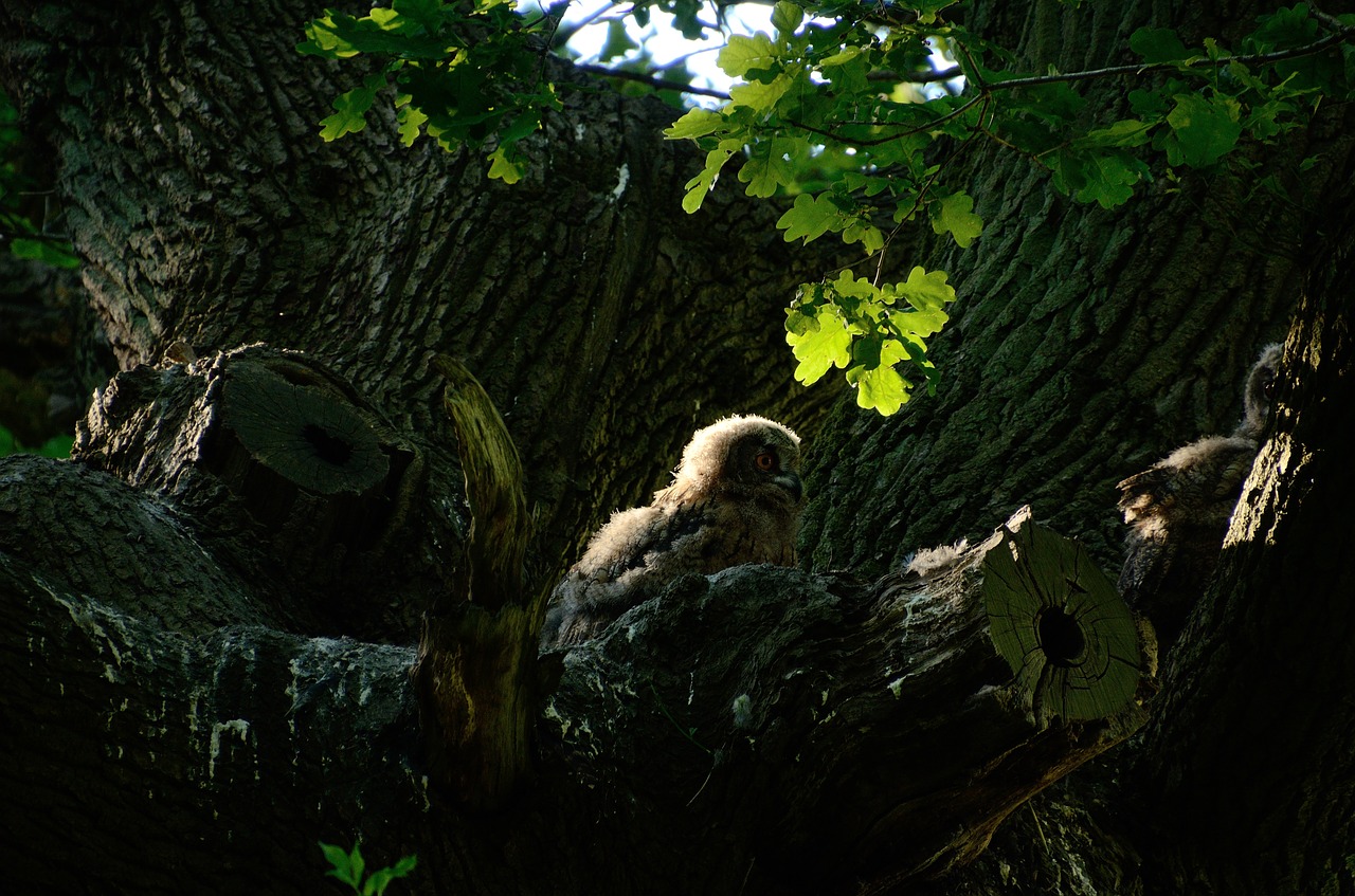 eagle owl owl nest free photo