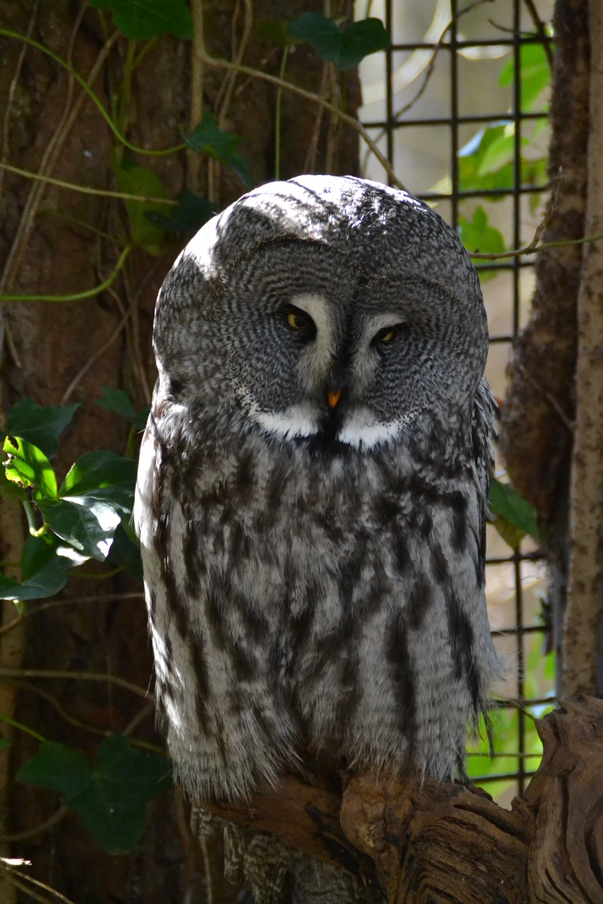 eagle owl bird zoo free photo