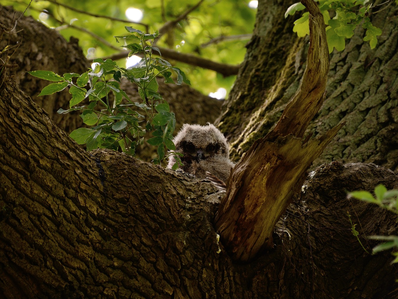 eagle owl bird of prey owl free photo