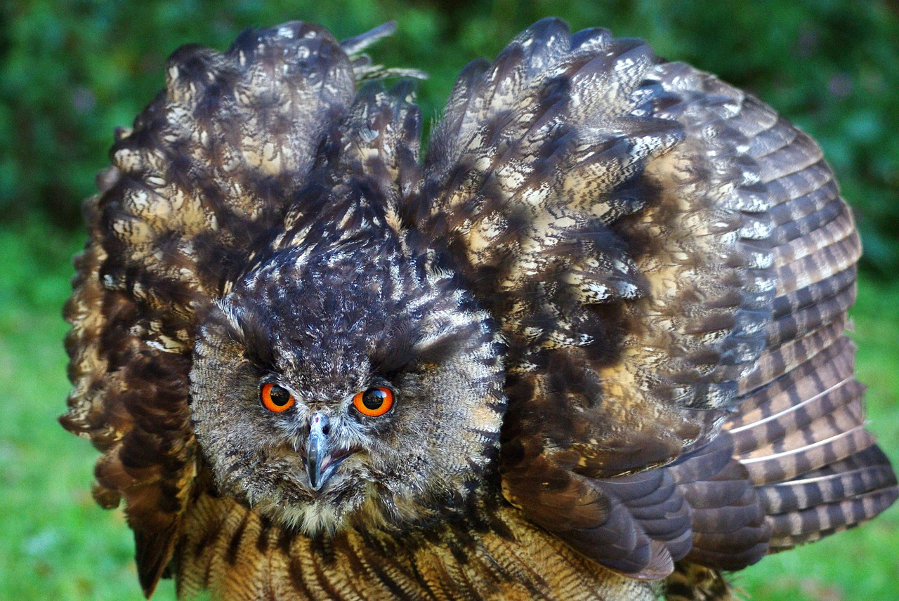 eagle owl owl bird free photo