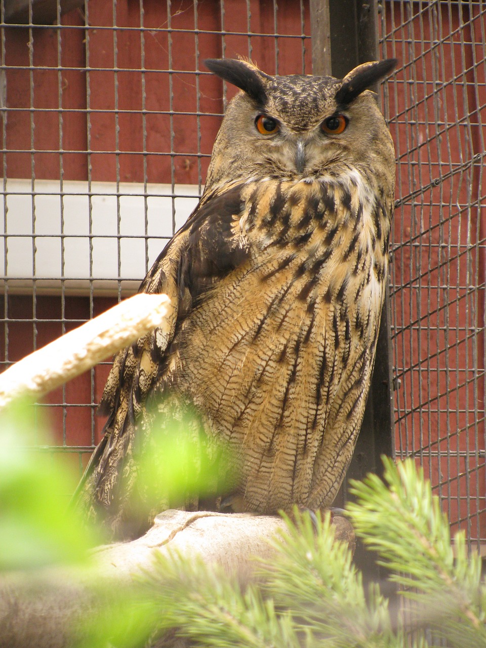 eagle owl bubo bubo bird garden free photo