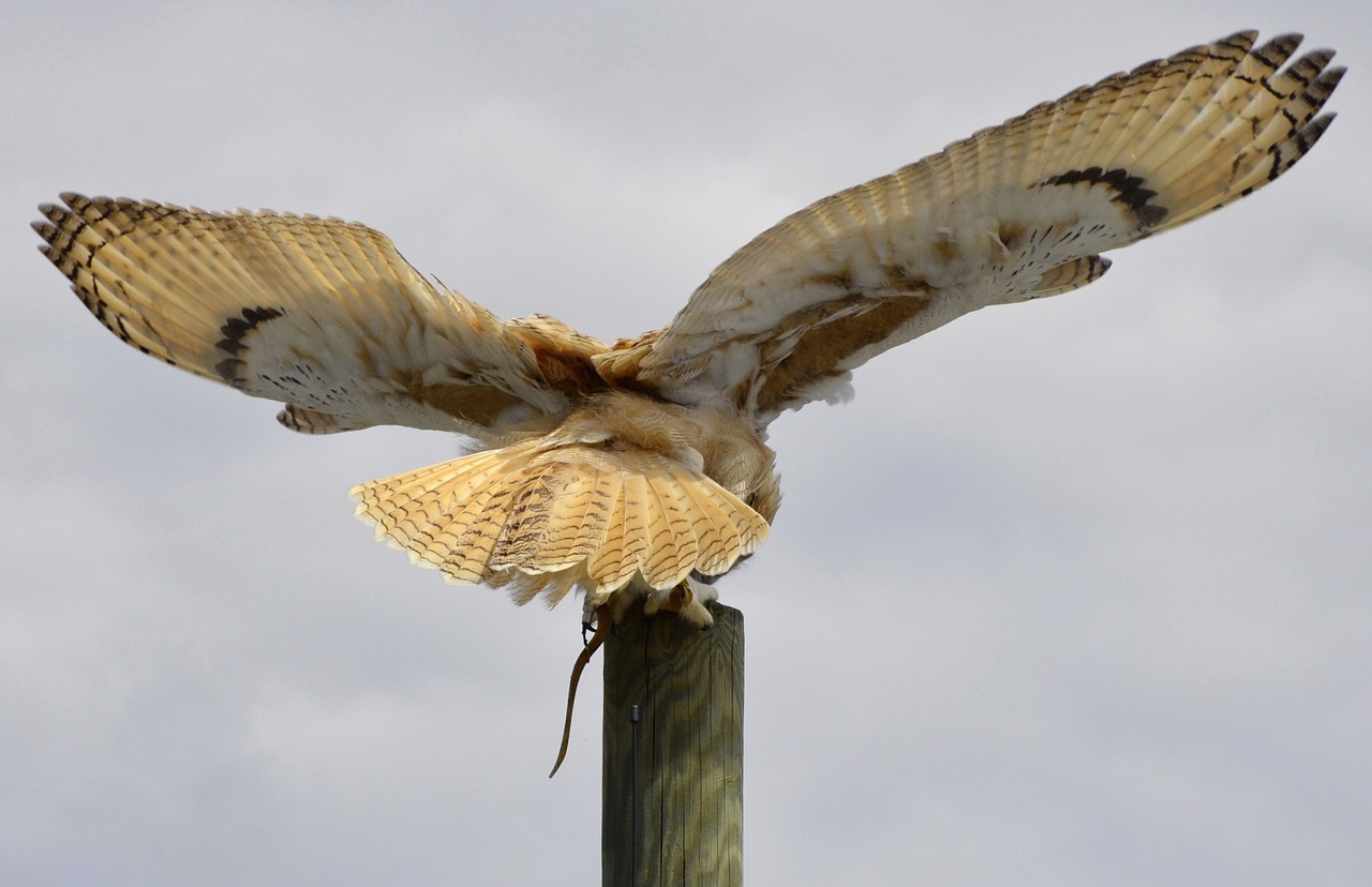 eagle owl feather owl free photo