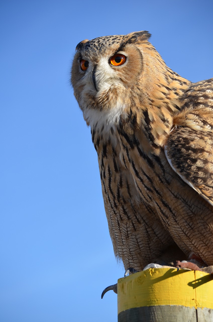 eagle owl großuhu owl free photo