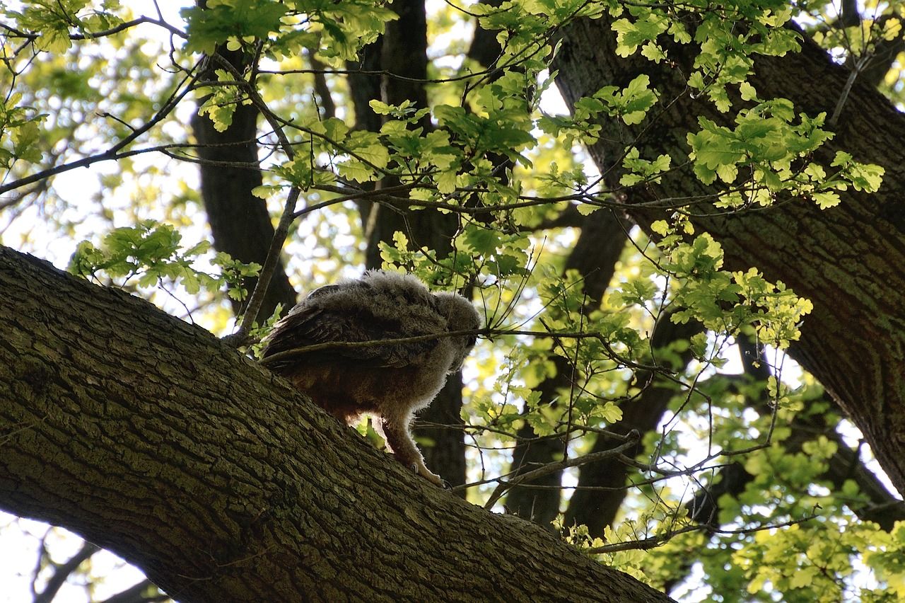 eagle owl young bird nest free photo