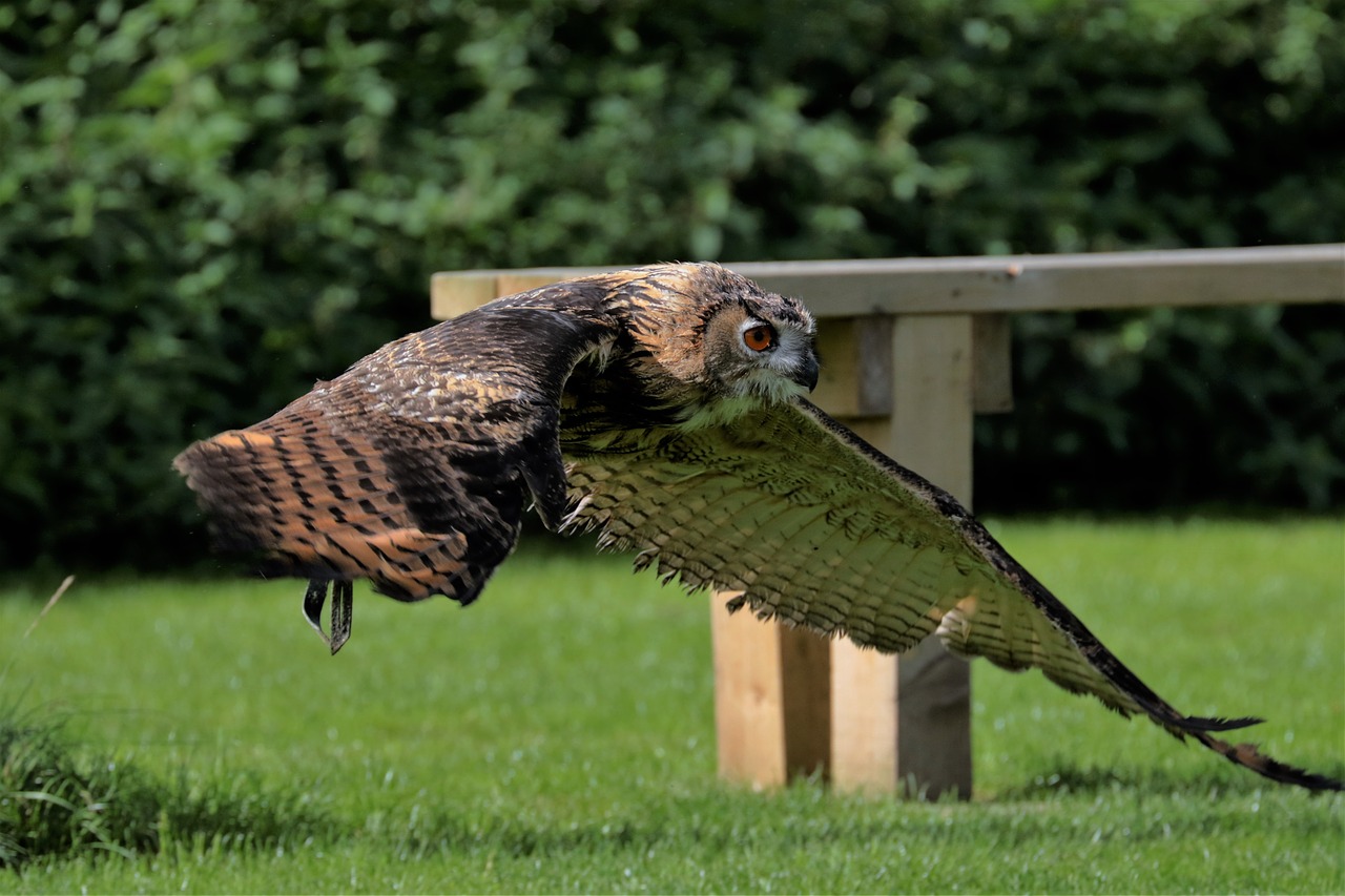 eagle owl owl bird free photo