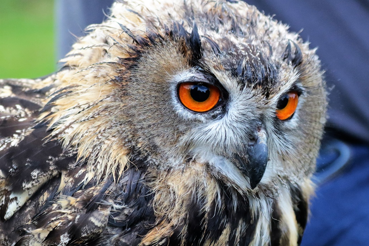 eagle owl owl bird free photo
