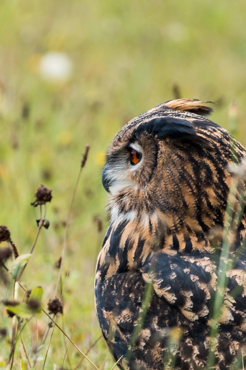 eagle owl bubo bubo owl free photo