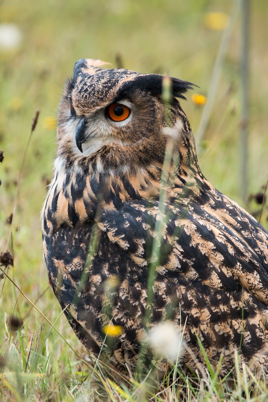 eagle owl bubo bubo owl free photo