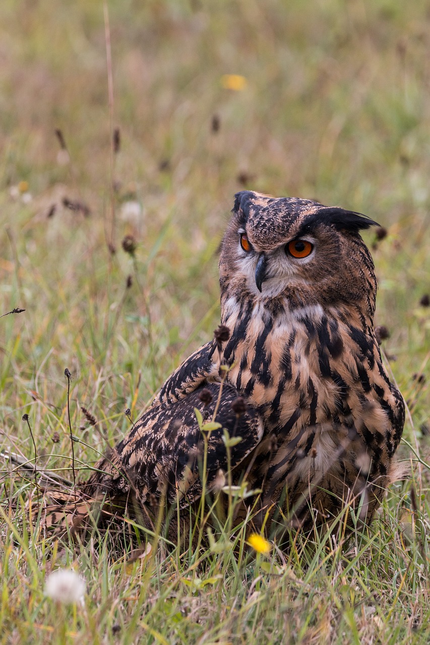 eagle owl bubo bubo owl free photo