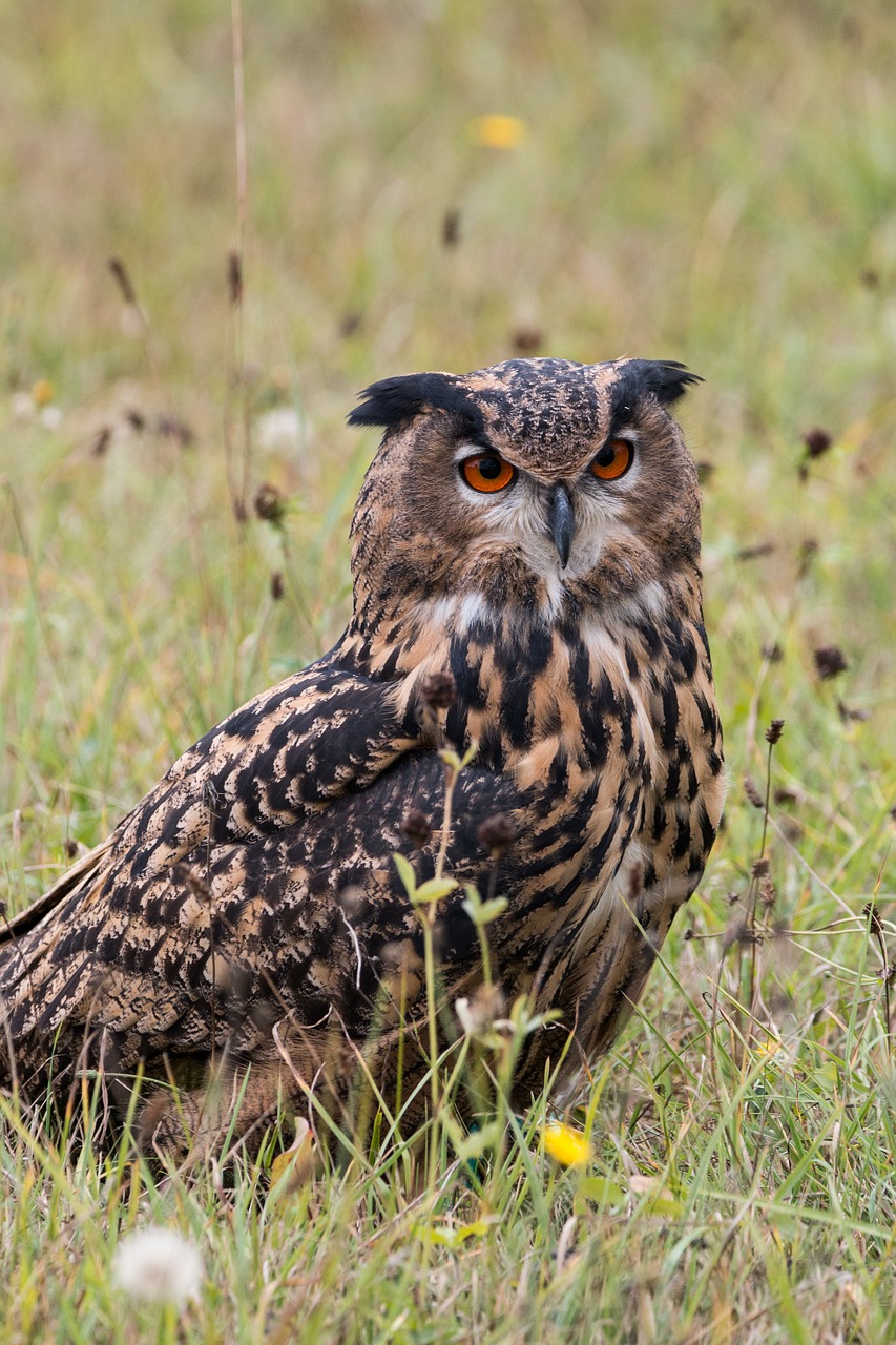 eagle owl bubo bubo owl free photo