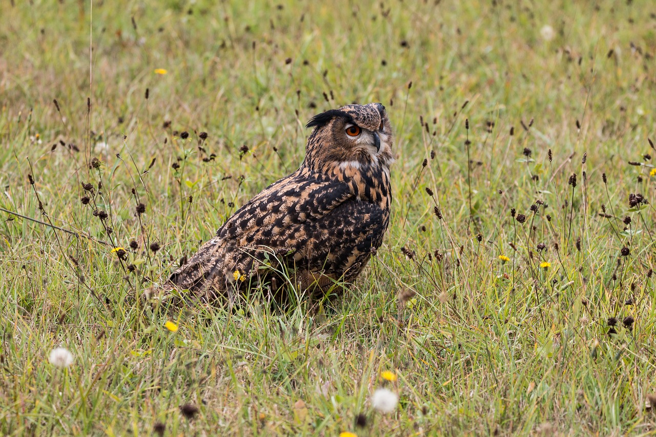 eagle owl bubo bubo owl free photo