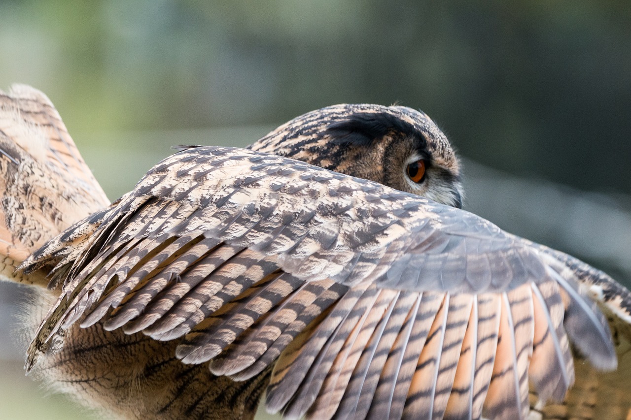 eagle owl bubo bubo owl free photo