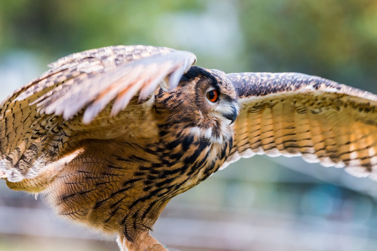 eagle owl bubo bubo owl free photo