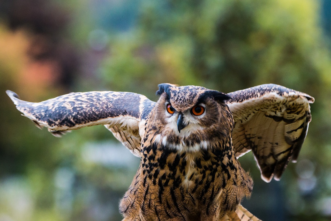 eagle owl bubo bubo owl free photo