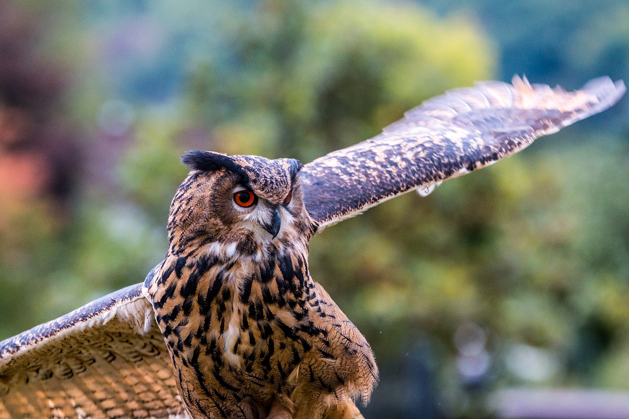 eagle owl bubo bubo owl free photo