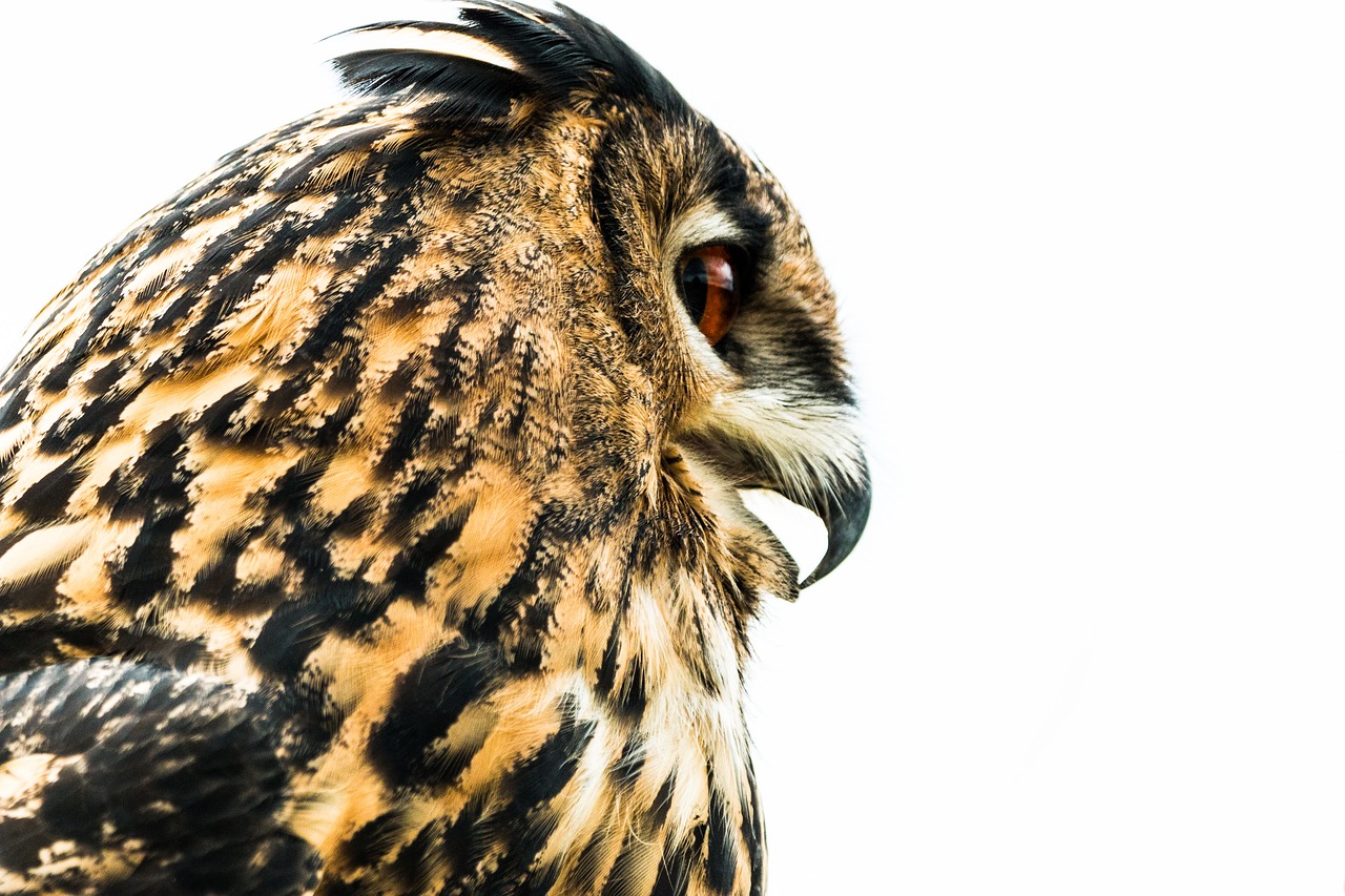 eagle owl bubo bubo owl free photo