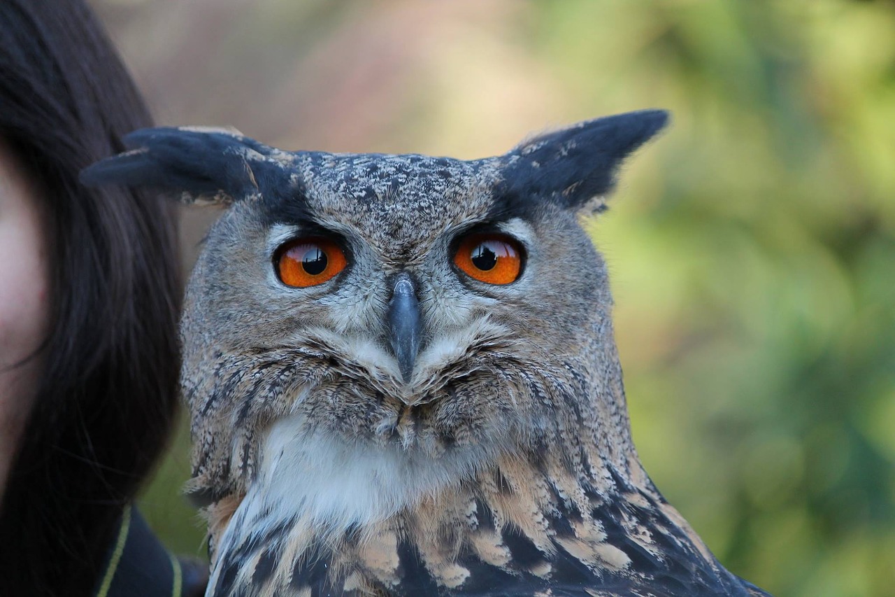 eagle-owl raptors falconry free photo