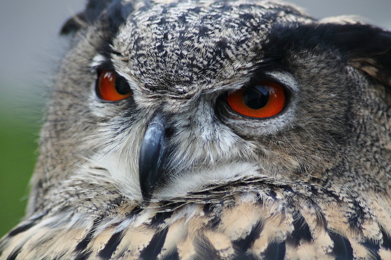 eagle owl bubo bubo owl free photo