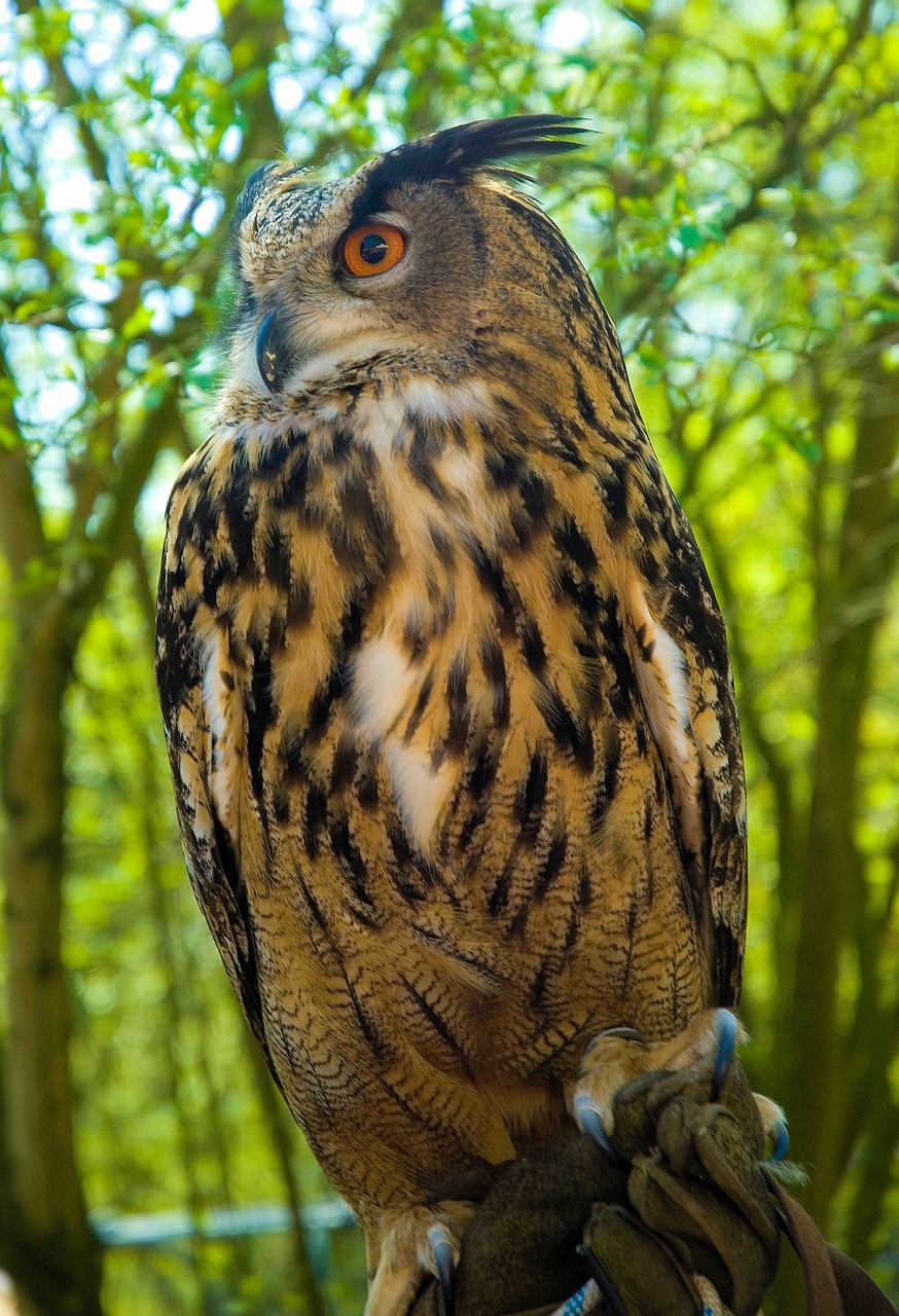 eagle owl owl bird of prey free photo