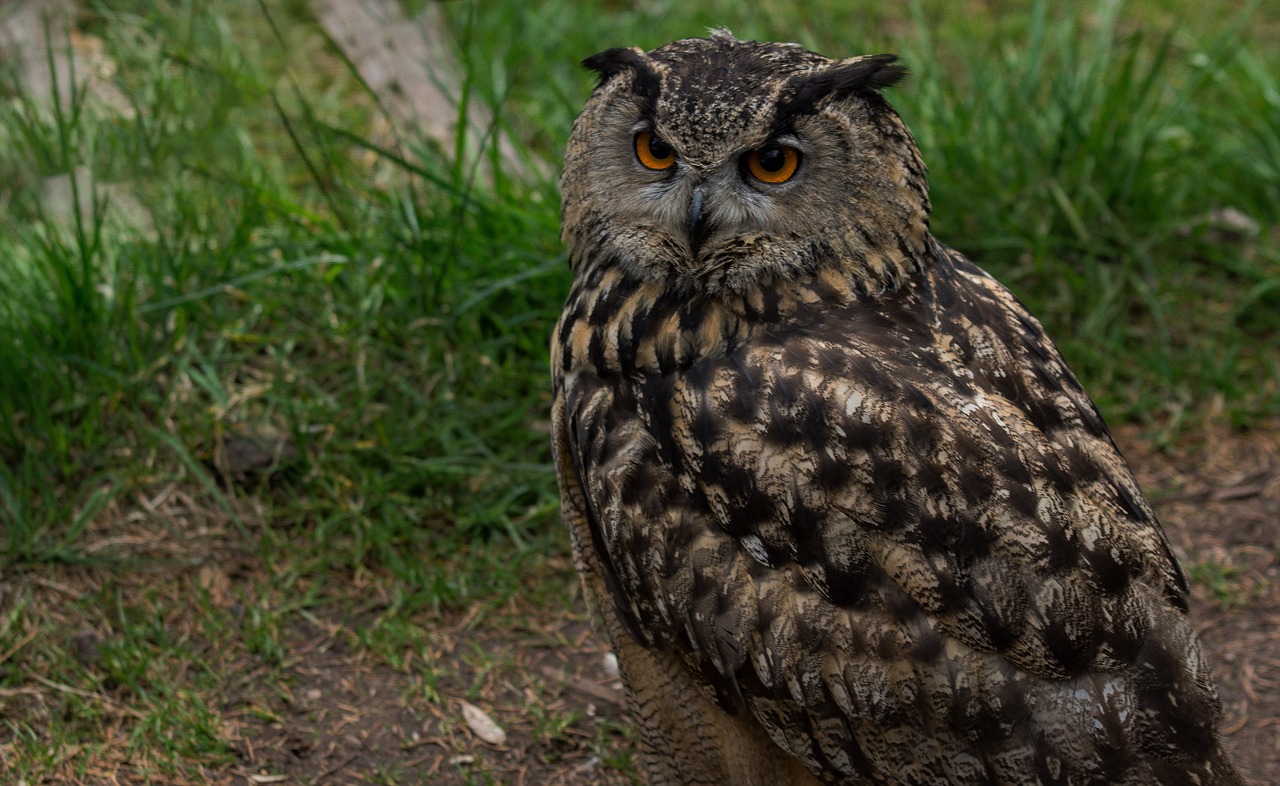 eagle owl raptor falconry free photo