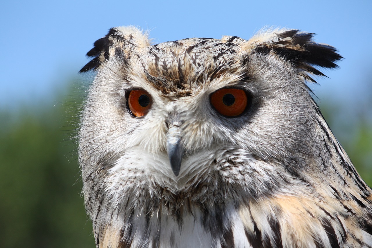 eagle owl bird wildlife free photo