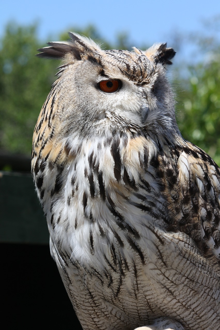 eagle owl bird wildlife free photo