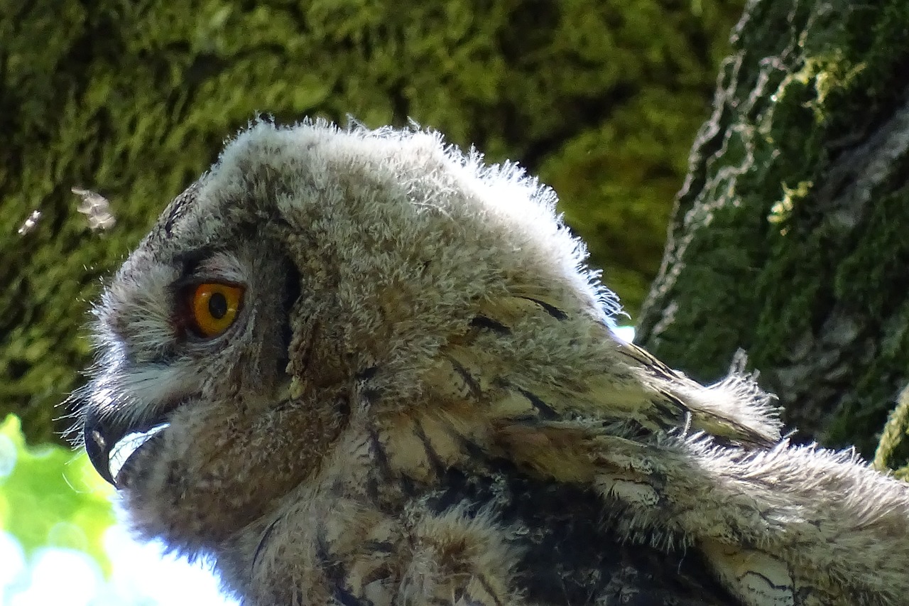 eagle owl raptor owl free photo