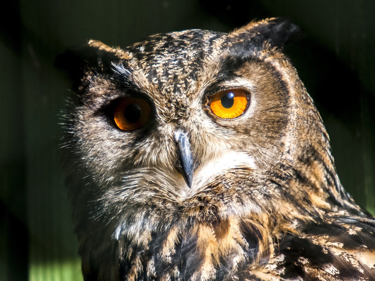 eagle owl owl bird free photo