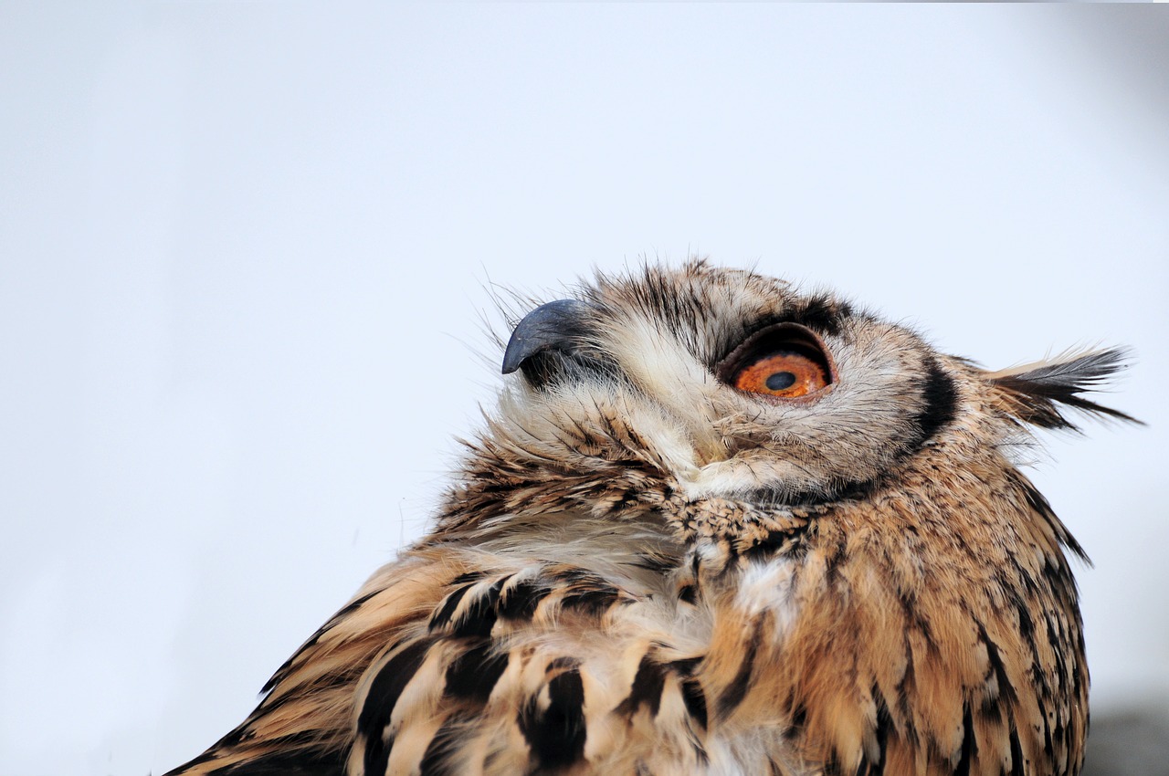 eagle owl bird bird of prey free photo