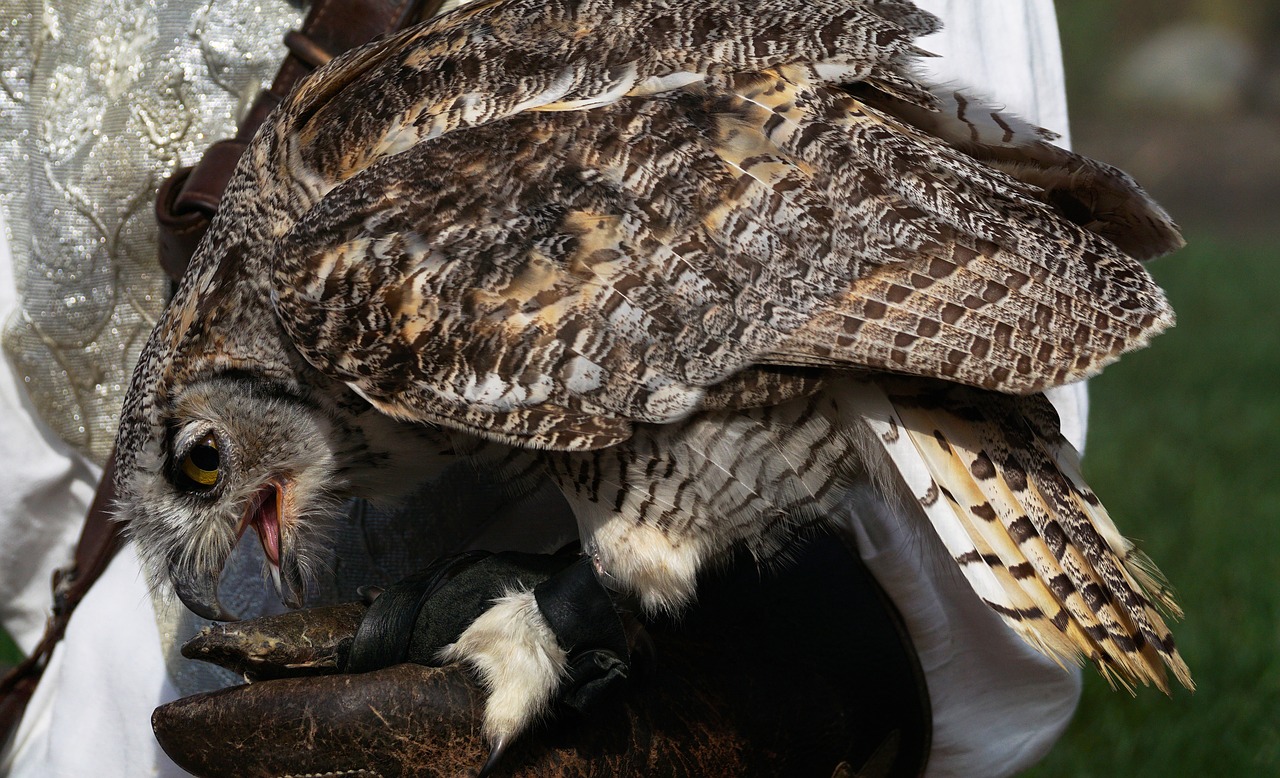 eagle owl owl bird free photo