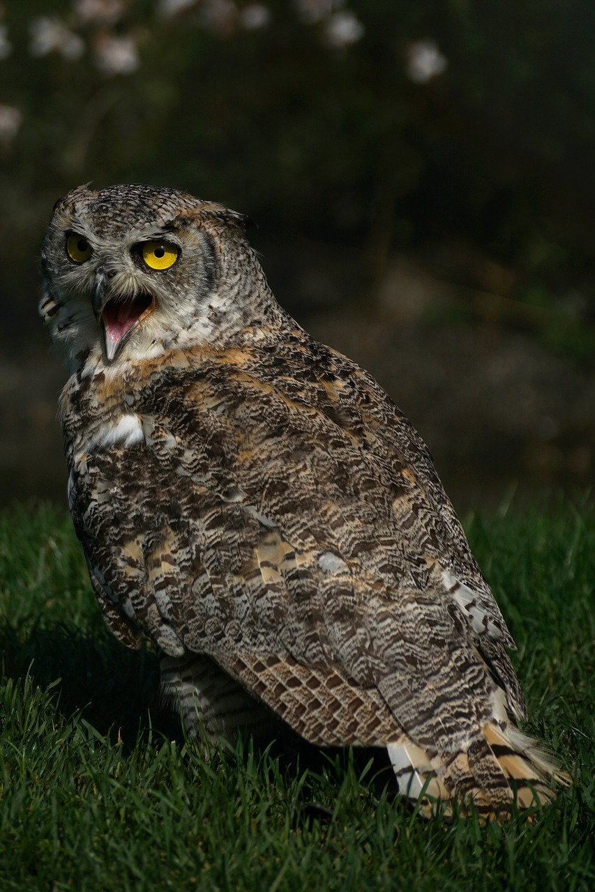 eagle owl owl bird free photo