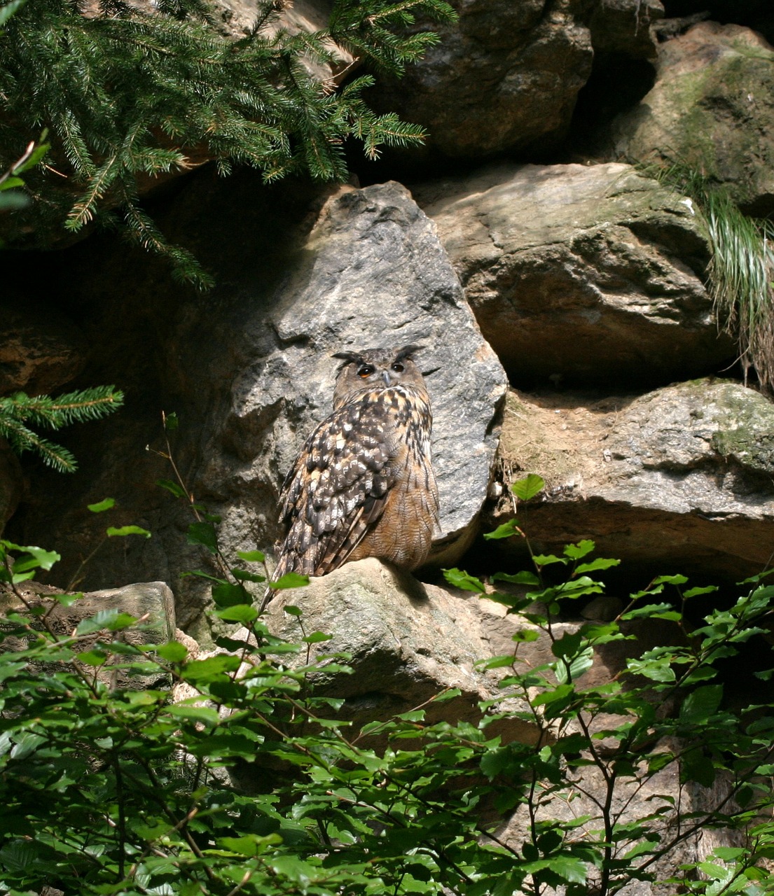 eagle owl bird bavarian forest free photo