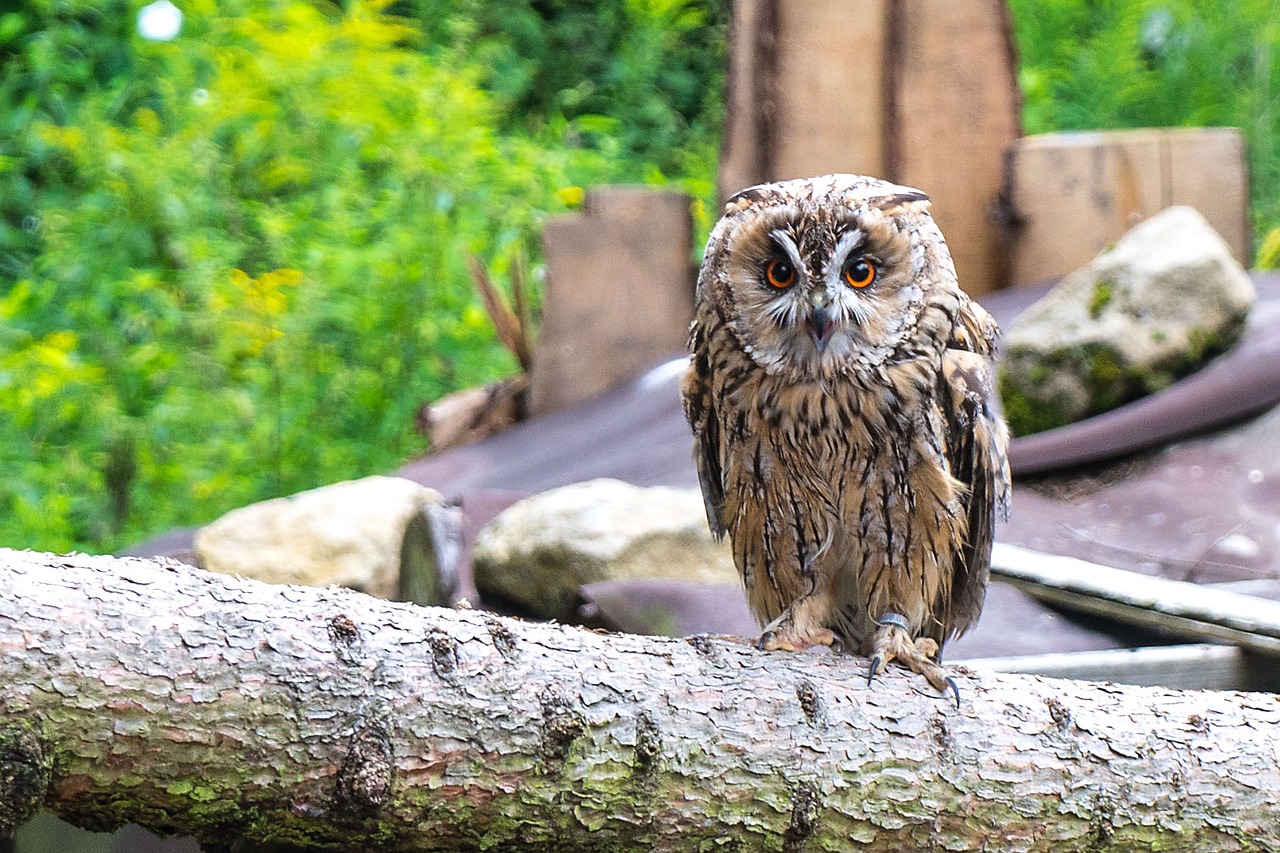 eagle owl owl bird free photo