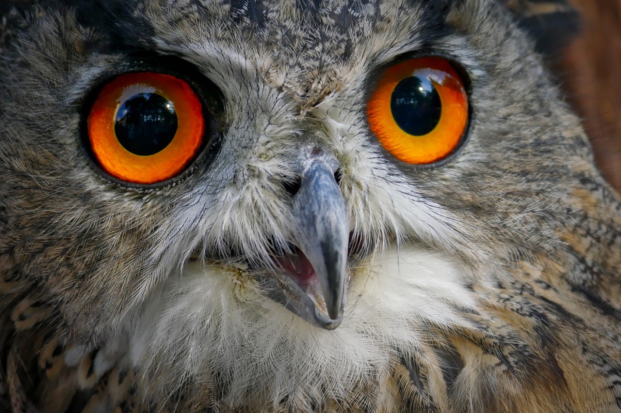 eagle owl eyes plumage free photo