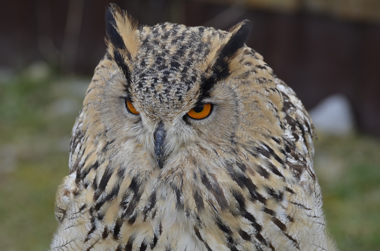eagle owl raptor bird free photo