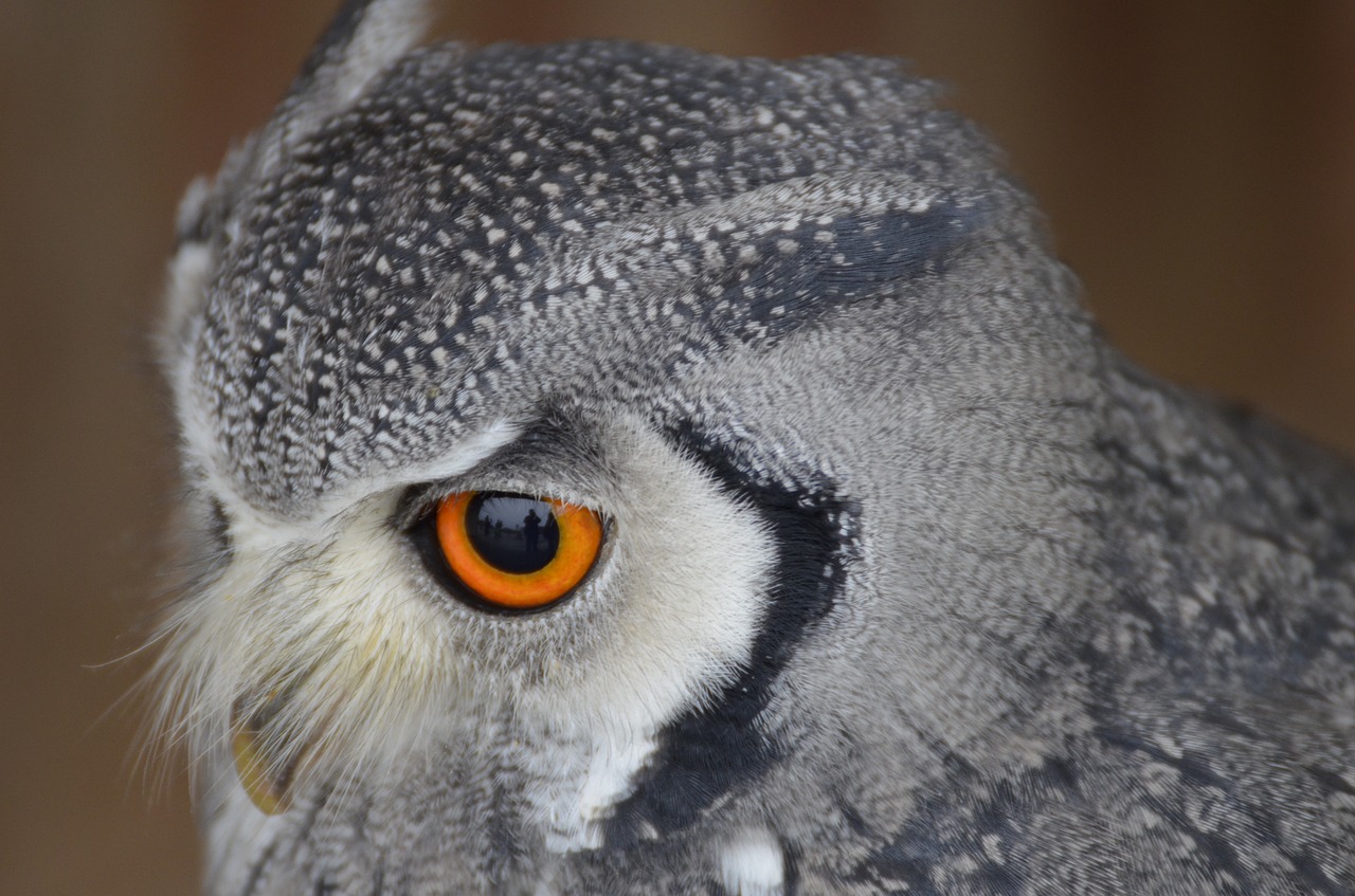 eagle owl bird bird of prey free photo