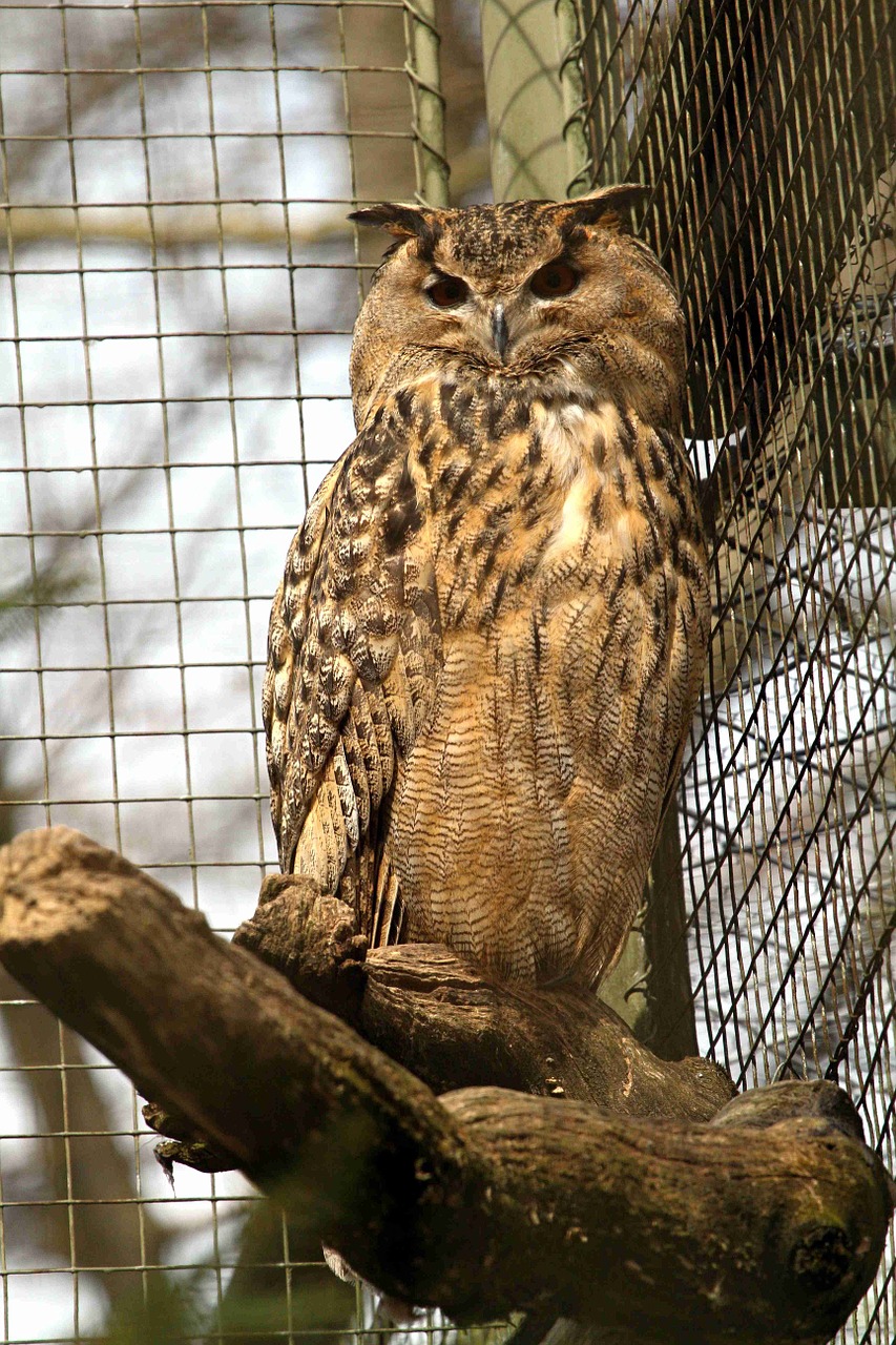 eagle owl owl bird free photo