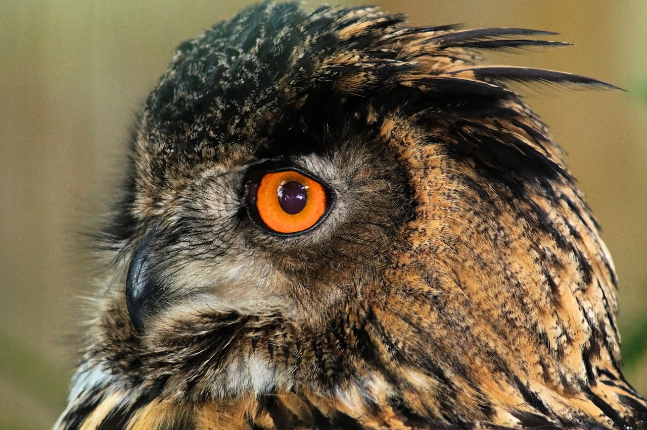 eagle owl bubo bubo owl free photo