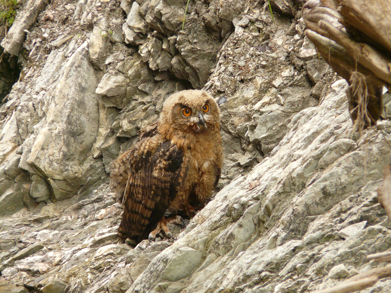 eagle owl bird rarely free photo