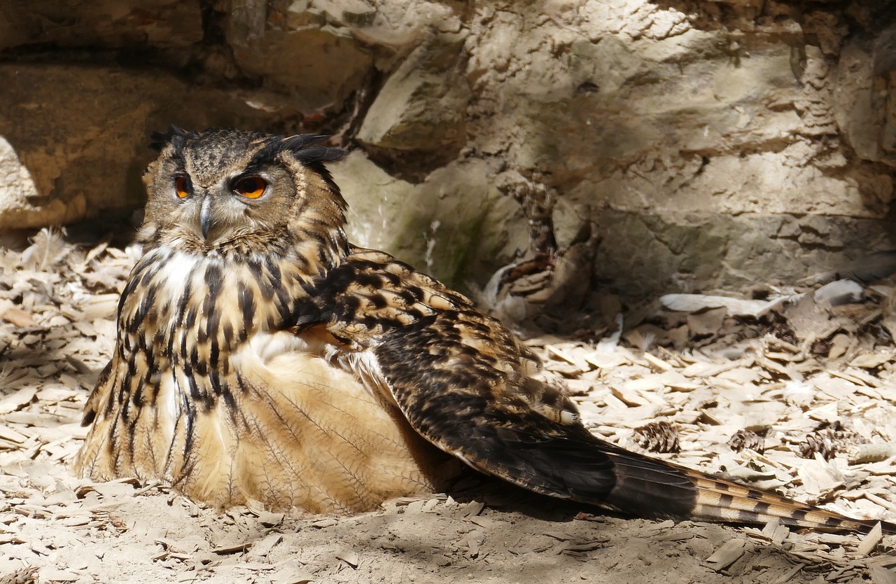 eagle owl  bird  owl free photo