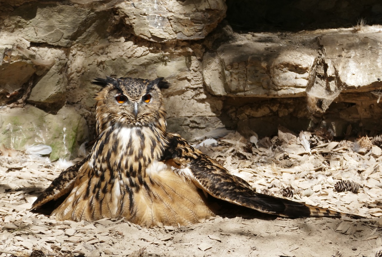 eagle owl  griffin  owl free photo
