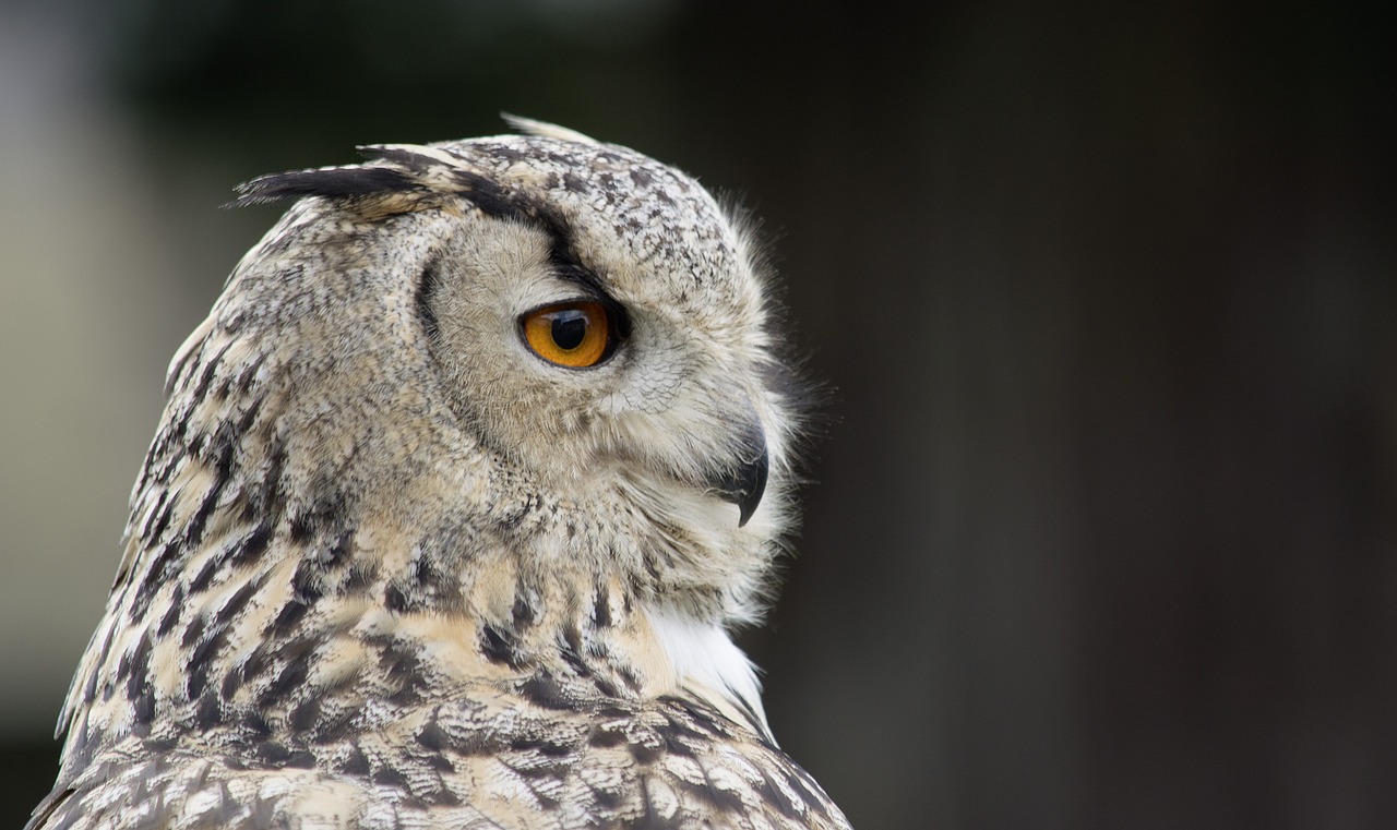 eagle owl  bird  bird of prey free photo