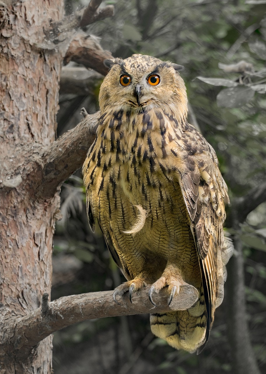 eagle owl  owl  raptor free photo