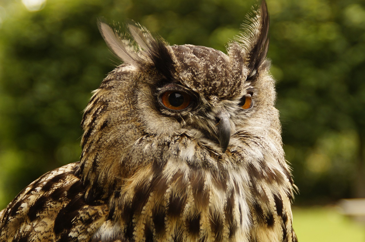 eagle owl  owl  head free photo