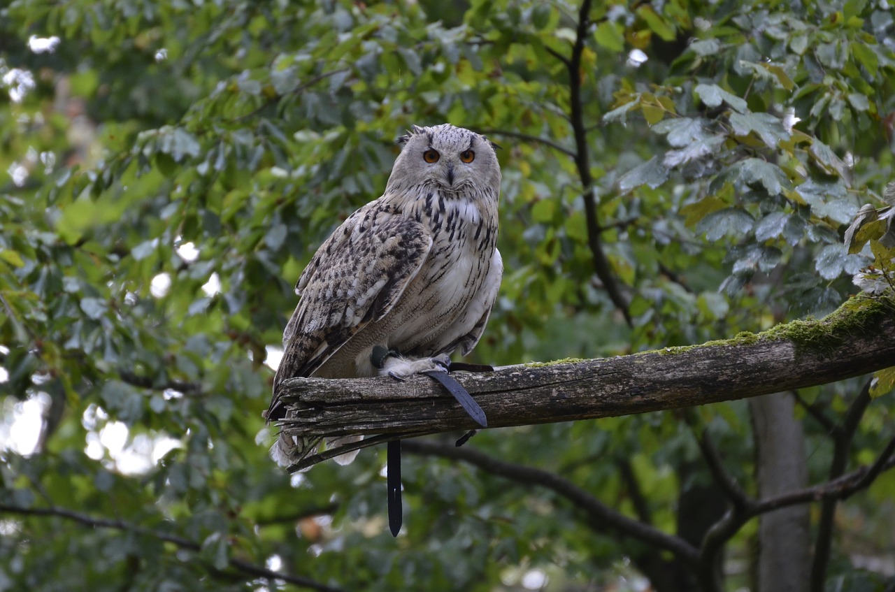 eagle owl  feather  bird free photo